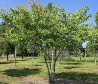 Zelkova serrata - Japanse Zelkova - 1