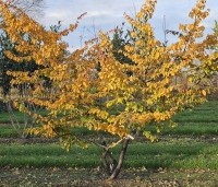 Parrotia persica 'Bella' - Perzisch IJzerhout - 6