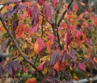 Parrotia persica 'Bella' - Perzisch IJzerhout - 7