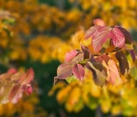 Parrotia persica 'Bella' - Perzisch IJzerhout - 5