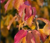 Parrotia persica 'Bella' - Perzisch IJzerhout - 4
