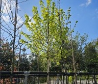 Tilia mongolica 'Buda' - Mongoolse Lindeboom - 1