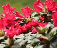 Rhododendron 'Scarlet Wonder' - Dwerg Rododendron 'Scarlet Wonder' - 1