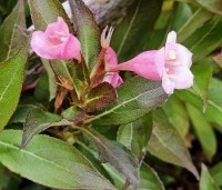 Weigela florida 'Pink Poppet' - Weigela 'Pink Poppet' - 4
