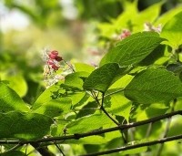 Clerodendrum trichotomum fargesii - Clerodendrum trichotomum  - 4