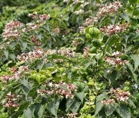 Clerodendrum trichotomum fargesii - Clerodendrum trichotomum  - 3