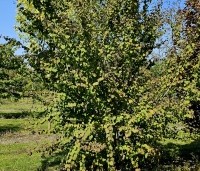 Cercidiphyllum japonicum  - Katsuraboom - struik mei