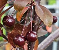 Malus toringo 'Scarlett' - Roodbladige sierappel 'Scarlett' - 6