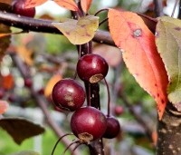 Malus toringo 'Scarlett' - Roodbladige sierappel 'Scarlett' - 5
