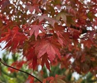 Acer palmatum - Japanse Esdoorn - 1