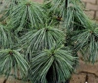 Pinus wallichiana 'Densa' - Tranenden 'Densa' - 1
