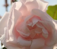 Rosa 'New Dawn' - Klimroos 'New Dawn' - 1