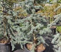 Cedrus libani 'Glauca' - Blauwe Ceder - 4