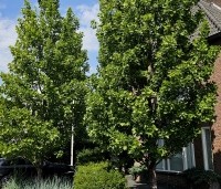 Liriodendron tulipifera 'Fastigiatum' - Zuilvormige Tulpenboom - 6