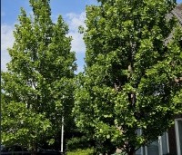 Liriodendron tulipifera 'Fastigiatum' - Zuilvormige Tulpenboom - 5