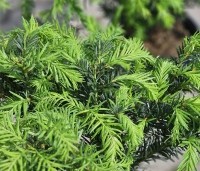 Taxus baccata 'Repandens' - Venijnboom - 3