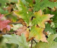 Quercus palustris - Moeraseik - 7