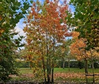 Quercus rubra - Amerikaanse eik - 1