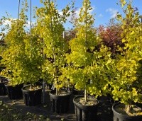 Ginkgo biloba fastigiata 'Blagon' - Japanse Notenboom 'Blagon' - 2