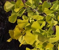 Ginkgo biloba fastigiata 'Blagon' - Japanse Notenboom 'Blagon' - 1