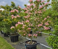Cornus kousa 'Rosy Teacups' - Japanse grootbloemige kornoelje 'Rosy Teacups' - 5