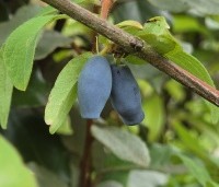Lonicera caerulea 'Kamtschatica' - Honingbes 'Kamtschatica' - 1 juni 2026