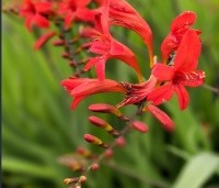 Crocosmia 'Lucifer' - Montbretia - 3