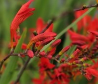 Crocosmia 'Lucifer' - Montbretia - 2