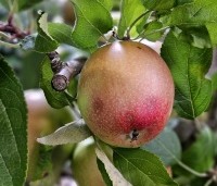 Malus dom. 'Braeburn' - Malus 'Braeburn' - 1