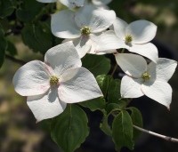 cornus kousa var chinensis - cornus kousa var chinensis - 2