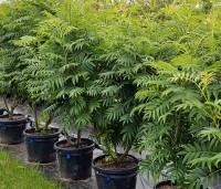 Sorbus 'Dodong' - Lijsterbes 'Dodong' - voorraad THB juni 2024 vak H