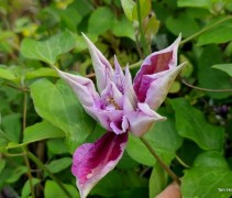Clematis 'Piilu' 