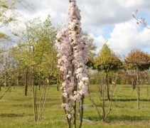 Prunus serrulata 'Amanogawa' (kwekerij Apeldoorn)