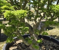 Acer palmatum 'Shishigashira' - Japanse Esdoorn 'Shishigashira' - 2