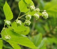 Humulus lupulus - Hop - september
