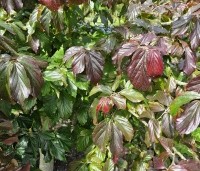 Parrotia persica 'Bella' - Perzisch IJzerhout - 1