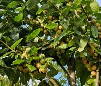 Diospyros 'Nikita's Gift' - Kaki boom 'Nikita's Gift' - 2