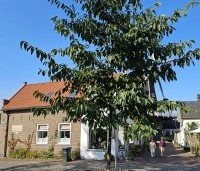 Alnus x spaethii 'Spaeth' - Els 'Spaeth' - 3