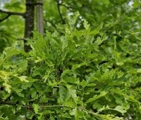 Quercus cerris 'Marmor Star' - Marmeren moseik - 3