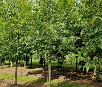 Juglans regia 'Bella Maria' - Walnoot 'Bella Maria' - 12
