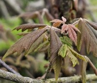 Acer griseum - Papieresdoorn - 5 mei 2024