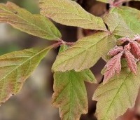 Acer griseum - Papieresdoorn - 5