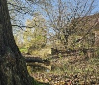 Cornus mas - Gele kornoelje - 7