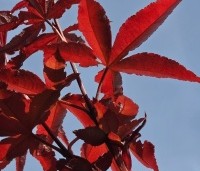 Acer palmatum 'Twombly's Red Sentinel' - Japanse esdoorn  Twombly's Red Sentinel - jong blad