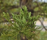 Sequoiadendron giganteum - Mammoetboom - 2