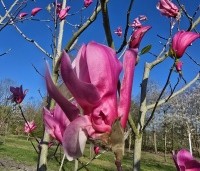 Magnolia 'Spectrum' - Magnolia 'Spectrum' - 2