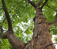 Acer griseum x nikoense - Papieresdoorn nikoense - 4