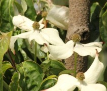Cornus kousa bloem
