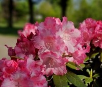 Rhododendron yakushimanum 'Marlis' - Rododendron   - 1