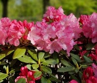 Rhododendron yakushimanum 'Marlis' - Rododendron   - 2